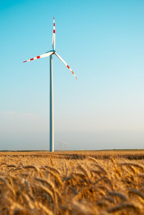 A Windmill in the Wheatfield