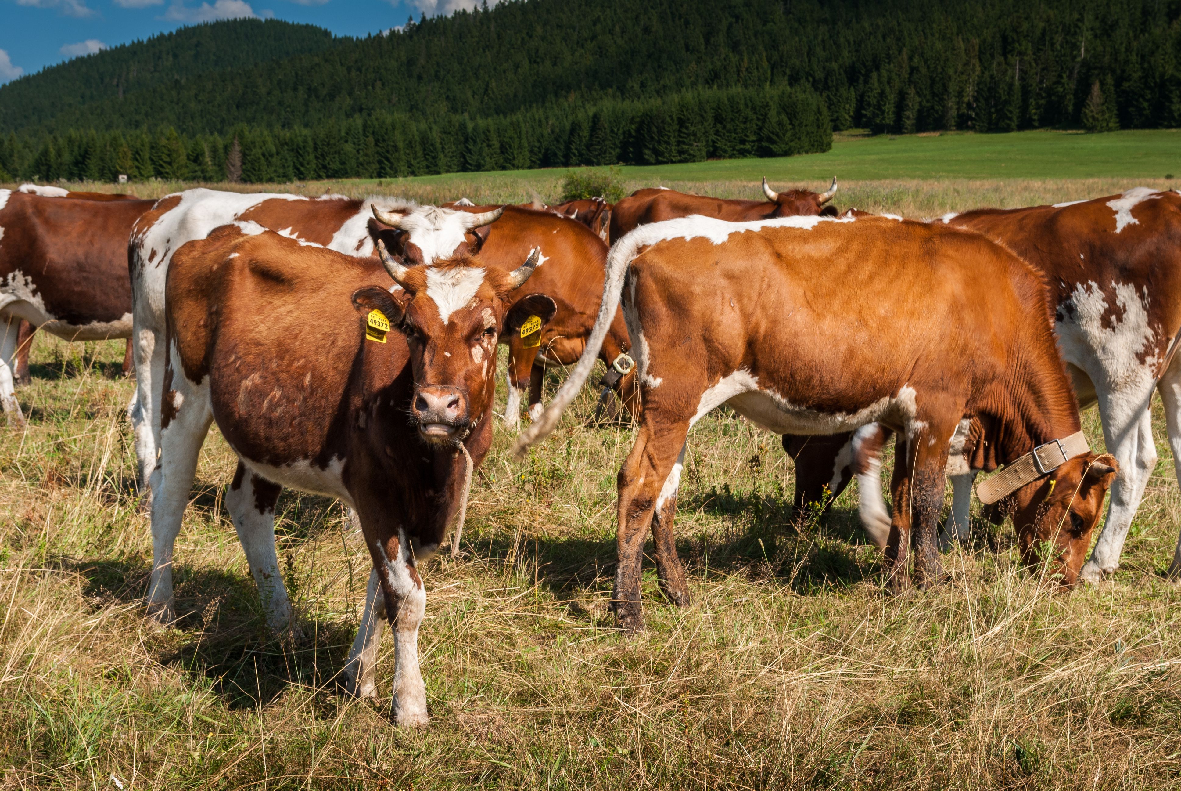 Brown and White Cow on Green Grass Field · Free Stock Photo