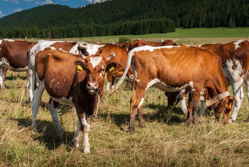 Free A herd of brown and white cows grazing on a rural pasture in Slovakia under a clear blue sky. Stock Photo