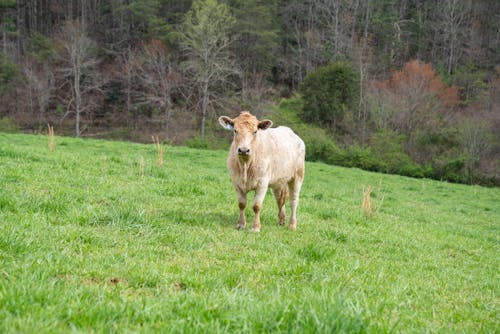 A Calf Standing in the Meadow
