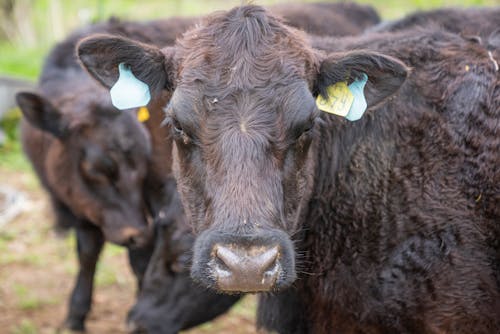 Free Close-up of a Cow with Tags Stock Photo