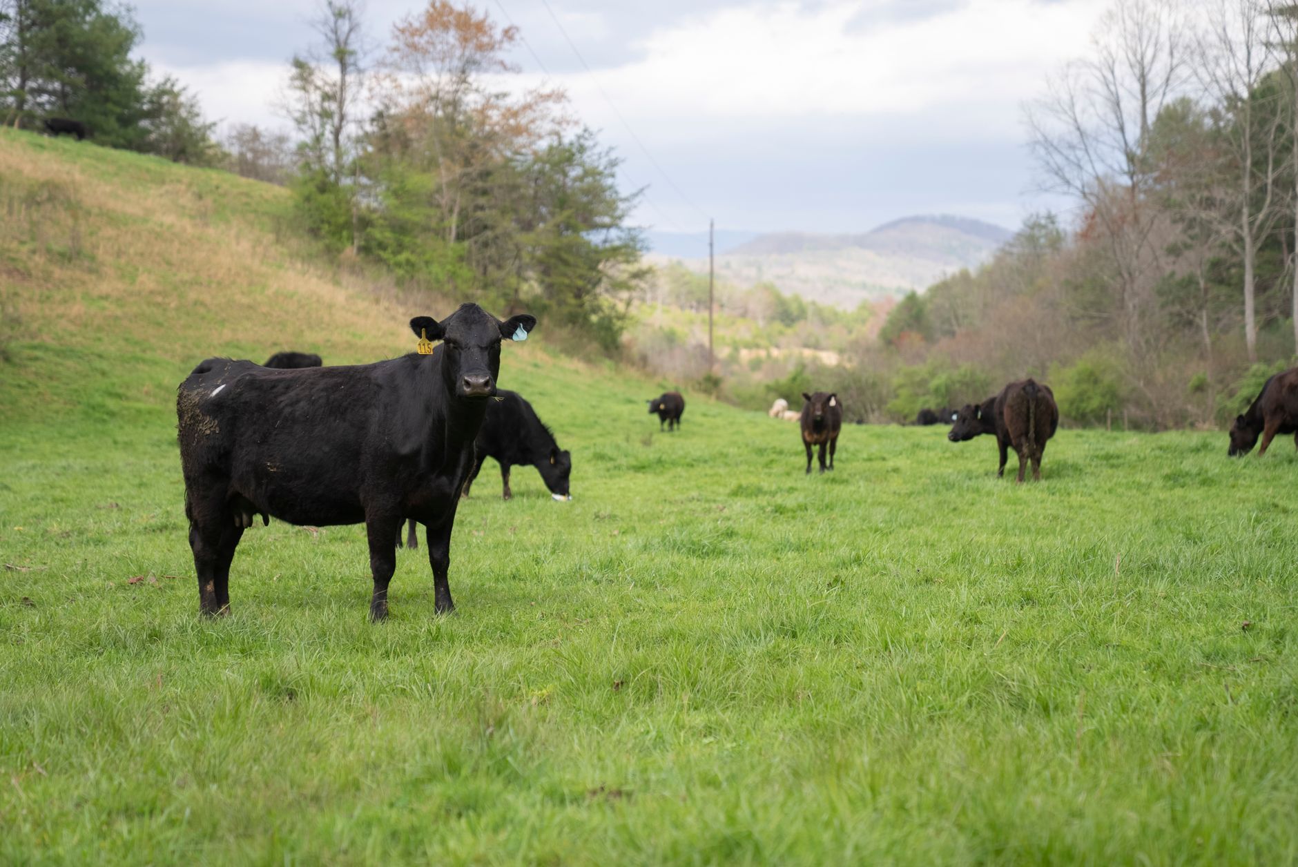 Grass-fed cattle grazing in a green pasture