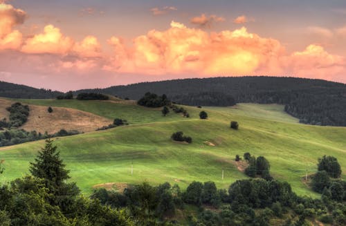 Imagine de stoc gratuită din amurg, apus, copaci verzi