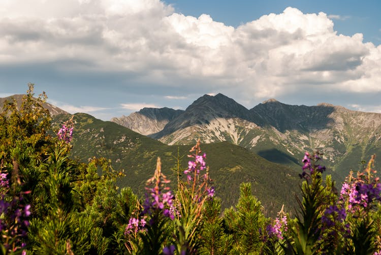 Purple Flowers Near Rock Mountains 