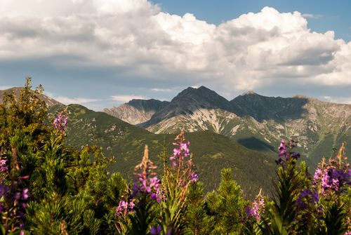 Free Scenic view of majestic mountains and purple wildflowers under a cloudy sky. Stock Photo