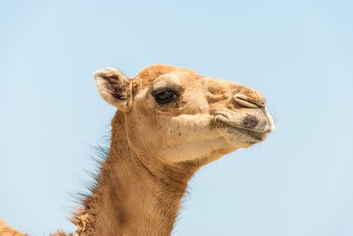 Free Profile view of a camel's head against a clear blue sky, showcasing its features. Stock Photo
