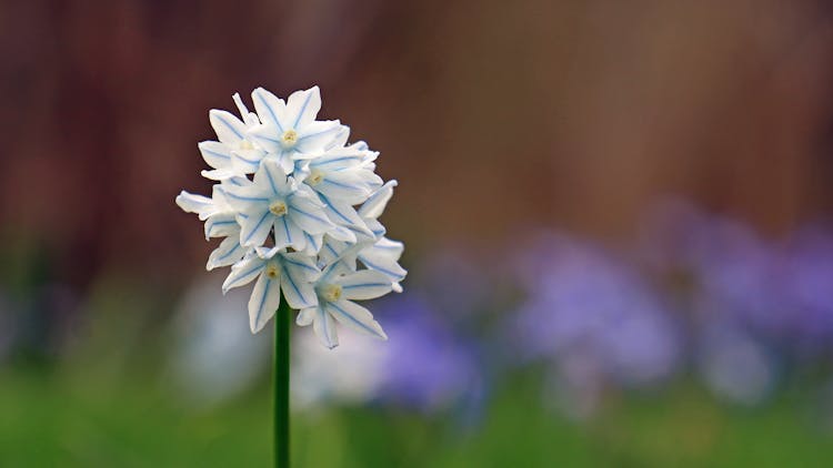 Selective Focus Of A White And Blue Flower 