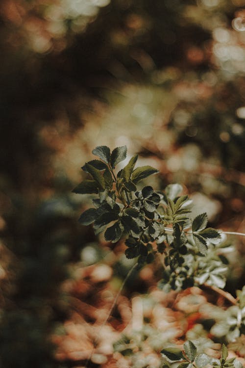 Selective Focus of Green Plant