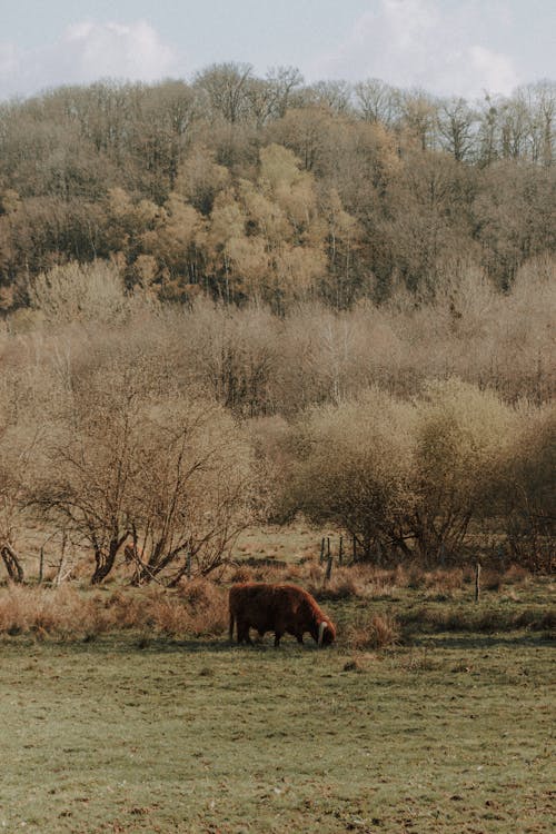 Free Scenic view of bison eating grass on meadow against green trees under cloudy sky in daytime Stock Photo