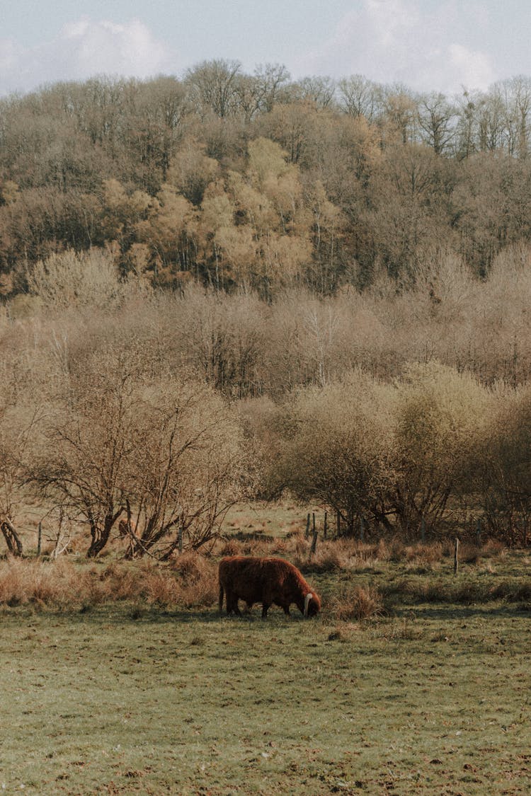 Buffalo Grazing In Pasture Against Trees In Countryside