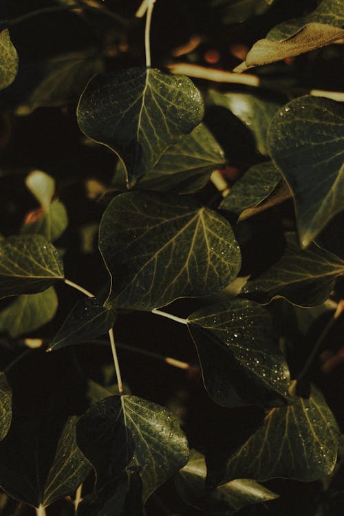 Ivy with dew on lush leaves in woods