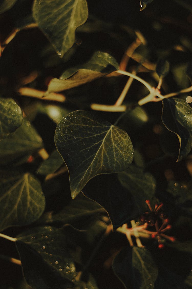 Ivy With Flowers And Dew On Curved Foliage In Forest