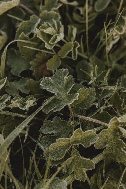 From above of Pelargonium with wavy green foliage on thin stalks growing in garden in cold weather