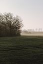 Leafless trees on lawn in foggy weather