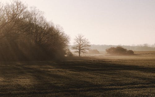 Scenery view of high trees and bushes on meadow in sunbeams under light sky on foggy day