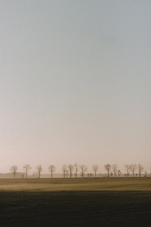 Foto profissional grátis de ao ar livre, área, árvore