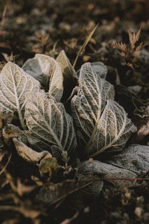 Free Plant with frost on lush leaves on land Stock Photo