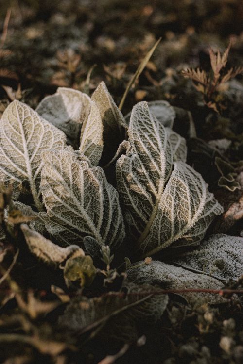 Free Plant with veins and frost on wavy large foliage growing on terrain in sunlight on cold day Stock Photo