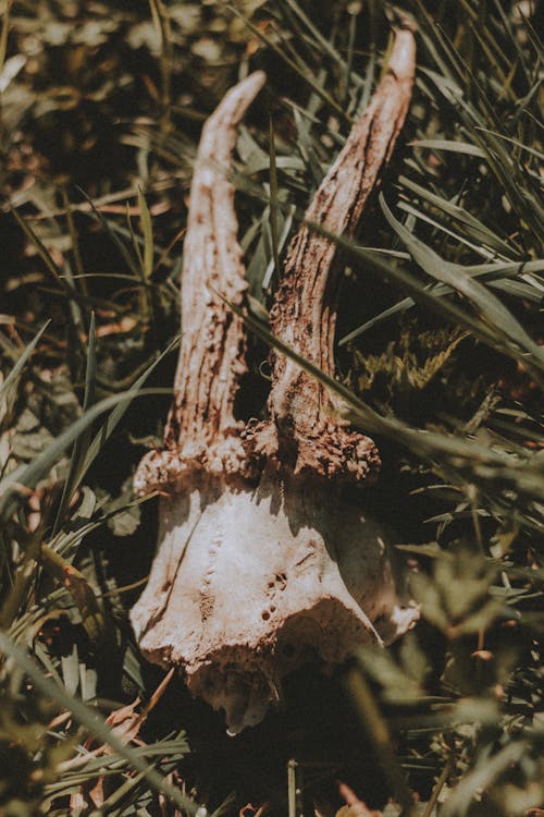 Dead animal skull with horns on grass in sunlight