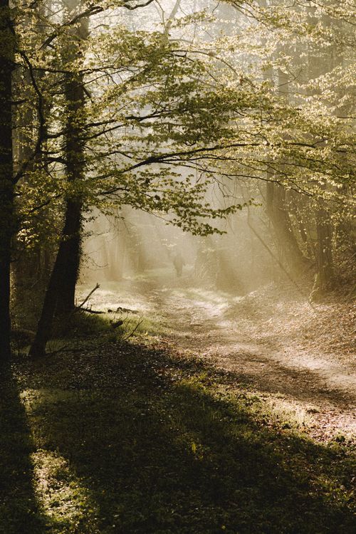 Free Scenic view of high trees with green branches growing in woods with path in sunbeams Stock Photo