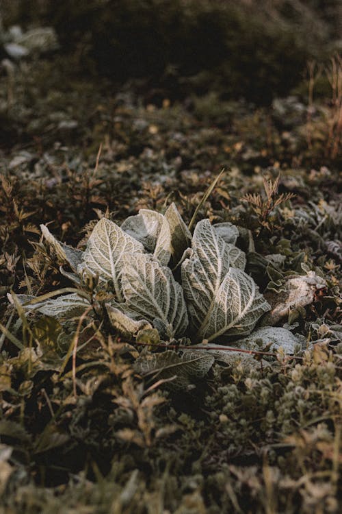 Free Lush green plant leaves with veins and frost on land in sunlight on blurred background Stock Photo