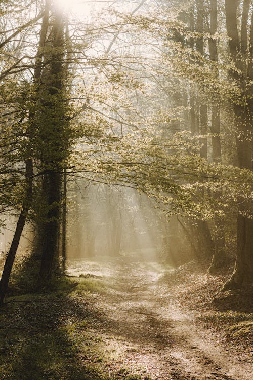 Pathway between overgrown trees in sun rays in forest