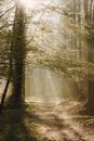 Pathway between overgrown trees in sun rays in forest