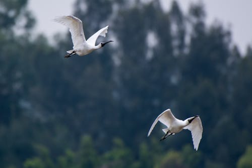Dua Ibis Terbang Putih