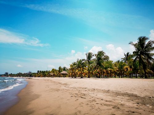 Free Serene tropical beach with golden sand and coconut palms under a clear blue sky, ideal for a summer getaway. Stock Photo