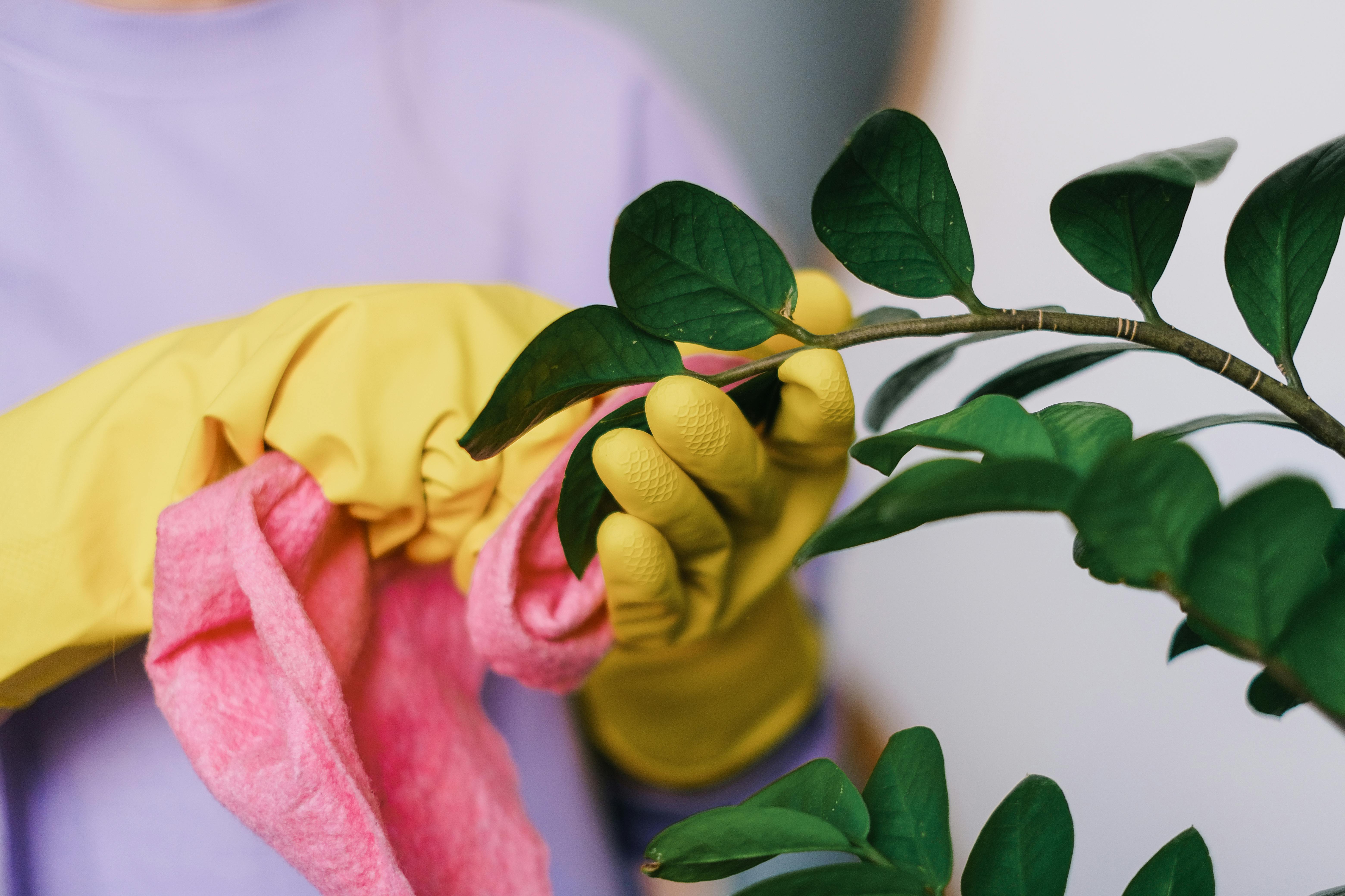 Crop unrecognizable female in yellow gloves cleaning leaves of green plant in daytime