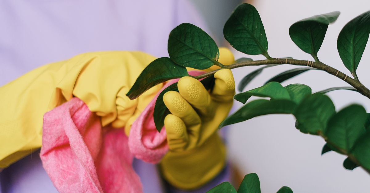 Uma pessoa usando luvas limpa as folhas de uma planta com um pano rosa dentro de casa.