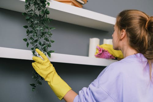 Young female cleaning shelves in room in apartment in daytime