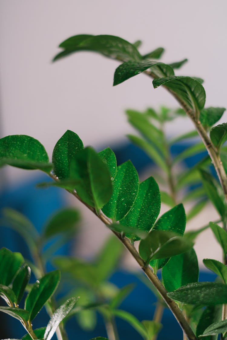 Eternity Plant With Water Drops On Green Foliage At Home