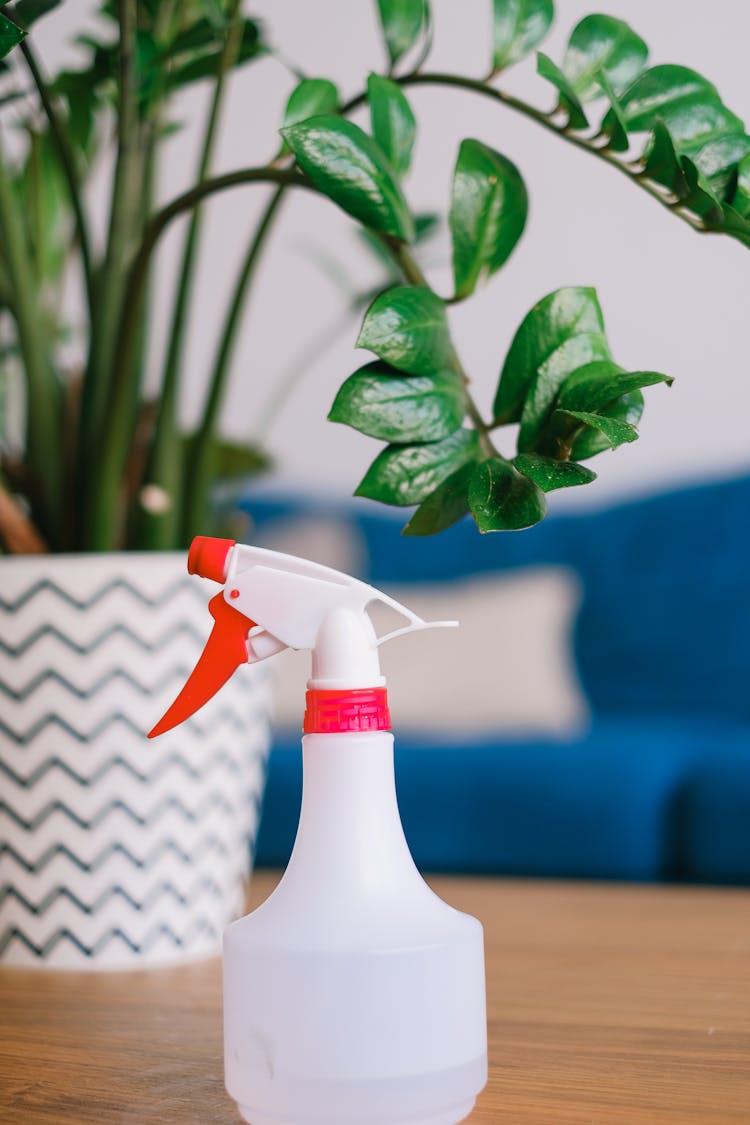 Eternity Plant Against Spray Bottle In House