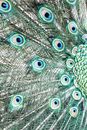 Blue and Green Peacock Feather