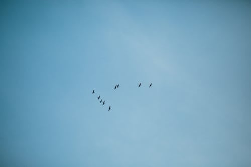 Flock of Birds Flying Under Blue Sky