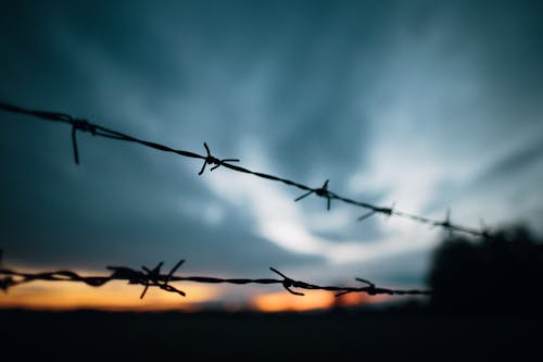 Free Barbed Wires in Close Up Photography Stock Photo