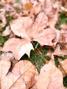 Close Up Photo of Dried Maple Leaves