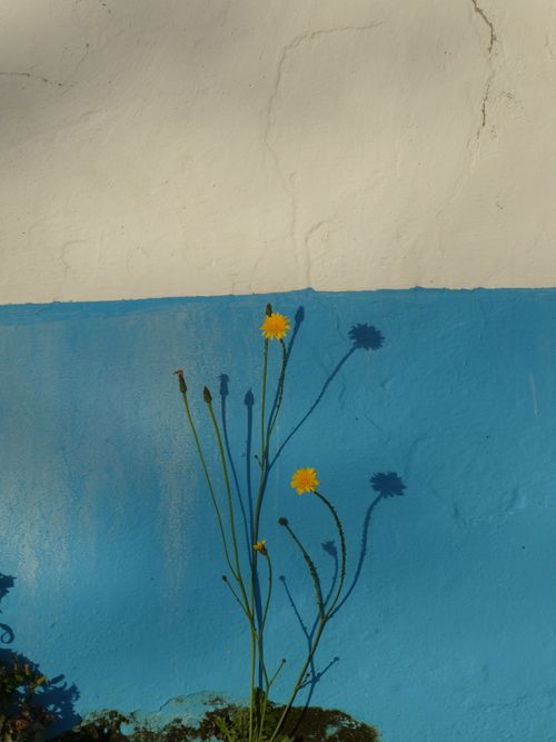 Free Bright yellow flowers casting shadows on a vibrant blue wall, showcasing nature's contrast. Stock Photo