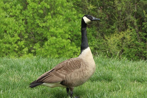 Canadian Goose on Green Grass