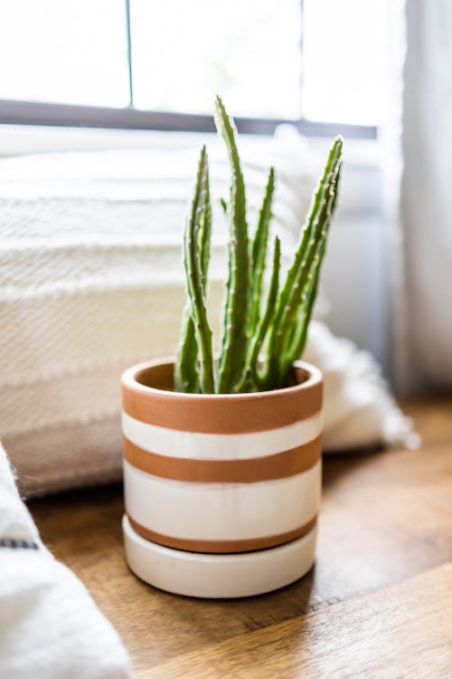 Free Succulent plant with thorns on stalks growing in pot with striped ornament against cushion in light house Stock Photo