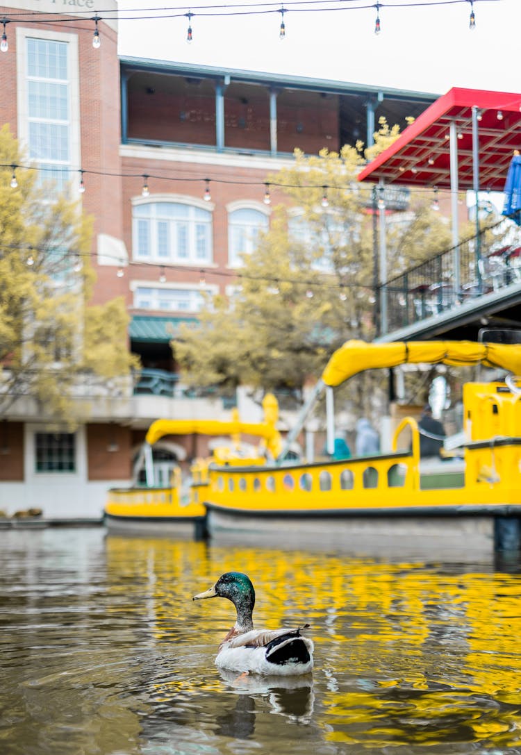 Drake Swimming In Water Channel In City Port