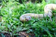 Close-up of a Snake in the Grass