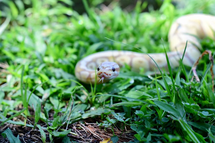 Close-up Of A Snake In The Grass