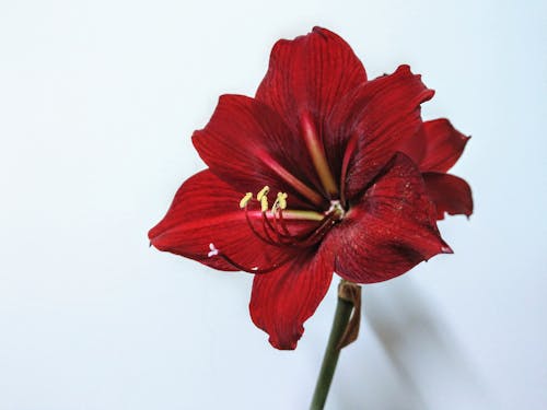 Free Red Hibiscus Flower in Bloom  Stock Photo