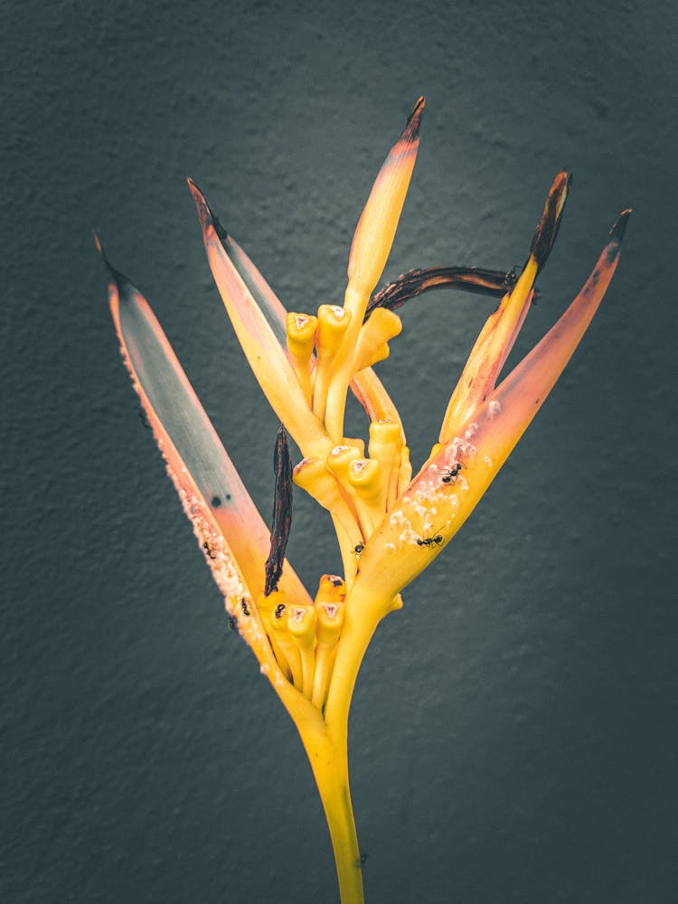 Close-up Shot Of A Birds Of Paradise Flower