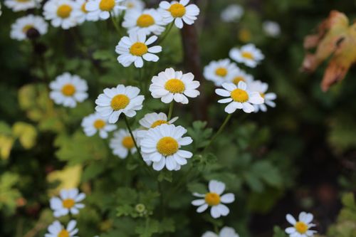 Free Close-up of blooming daisies with white petals in a green garden setting. Stock Photo
