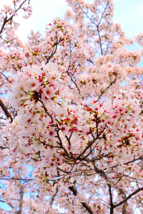 Free Close-up of cherry blossoms in full bloom during springtime in South Korea. Stock Photo