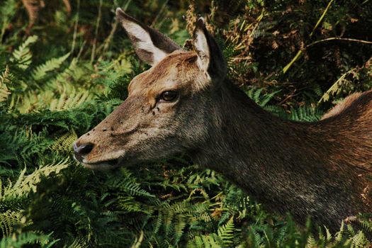 Brown Deer