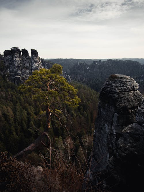ağaç, aşınmış kaya, bereketli içeren Ücretsiz stok fotoğraf